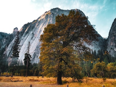 Bai Tianshan near the tree
